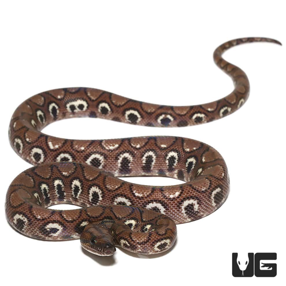 Boas For Sale - Underground Reptiles