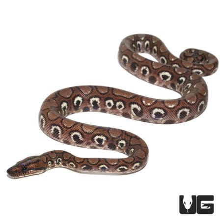 Yearling Anery Rainbow Boa (Epicrates cenchria) For Sale - Underground Reptiles