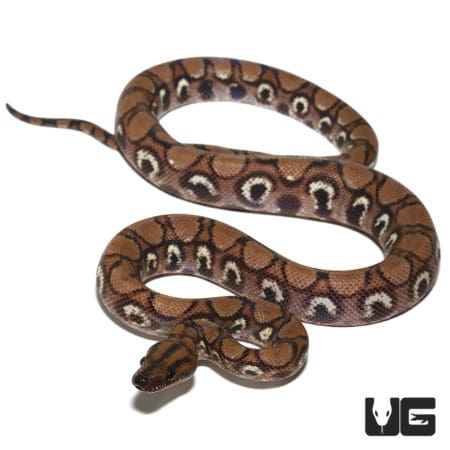 Yearling Anery Rainbow Boa (Epicrates cenchria) For Sale - Underground Reptiles