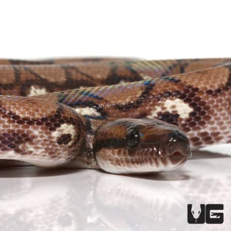 Yearling Anery Rainbow Boa (Epicrates cenchria) For Sale - Underground Reptiles
