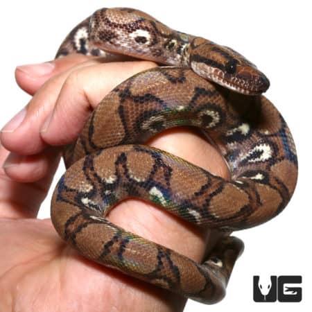 Yearling Anery Rainbow Boa (Epicrates cenchria) For Sale - Underground Reptiles