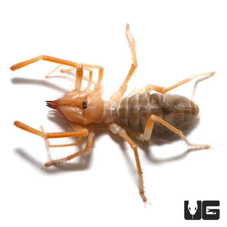 Arizona Blonde Tarantulas For Sale Underground Reptiles