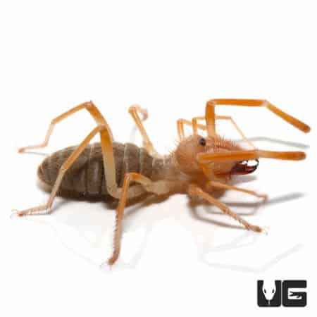 Arizona Blonde Tarantulas For Sale - Underground Reptiles