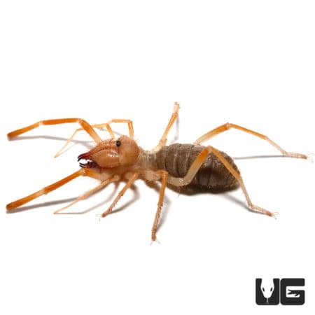 Arizona Camel Spider (Eremobates sp.) For Sale - Underground Reptiles