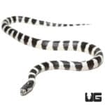 BABY 50/50 California Kingsnake