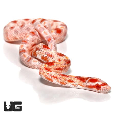 Baby Albino Reverse Okeetee Cornsnakes (Pantherophis guttatus) For Sale - Underground Reptiles