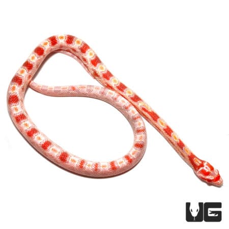 Baby Albino Reverse Okeetee Cornsnakes (Pantherophis guttatus) For Sale - Underground Reptiles