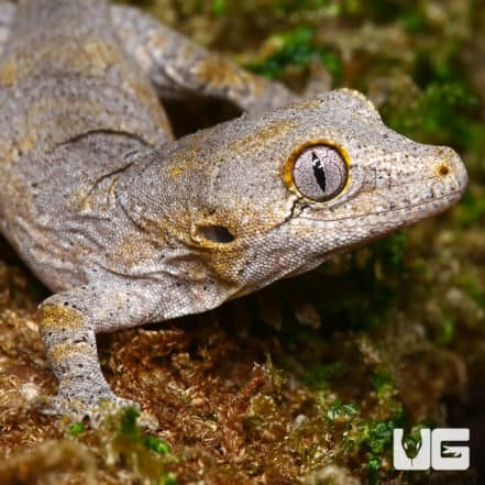 Baby Blotched Gargoyle Geckos (Rhacodactylus auriculatus) For Sale ...