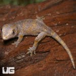 Baby Blotched Gargoyle Geckos (Rhacodactylus auriculatus) For Sale - Underground Reptiles