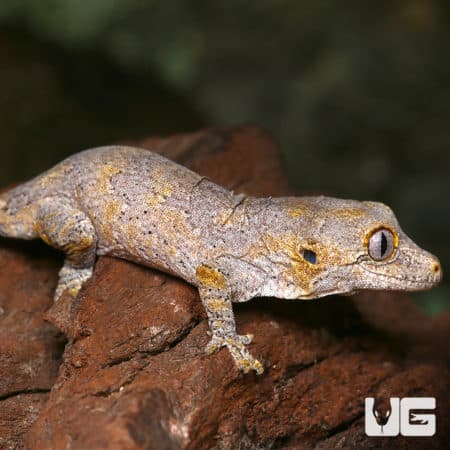 Baby Blotched Gargoyle Geckos (Rhacodactylus auriculatus) For Sale - Underground Reptiles