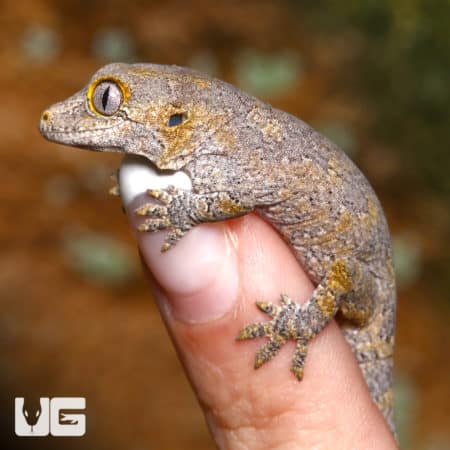 Baby Blotched Gargoyle Geckos (Rhacodactylus auriculatus) For Sale - Underground Reptiles