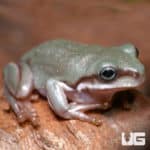 Baby Blue Eyed Super Snowflake Australian Blue Dumpy Tree Frog (Litoria caerulea) - Underground Reptiles