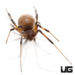 Baby Brown Widow Spiders (Latrodectus geometricus) For Sale - Underground Reptiles