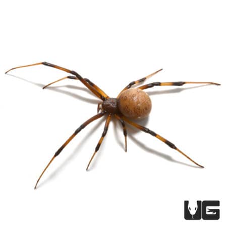 Baby Brown Widow Spiders (Latrodectus geometricus) For Sale - Underground Reptiles