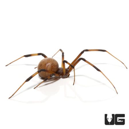 Baby Brown Widow Spiders (Latrodectus geometricus) For Sale - Underground Reptiles