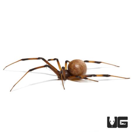 Baby Brown Widow Spiders (Latrodectus geometricus) For Sale - Underground Reptiles