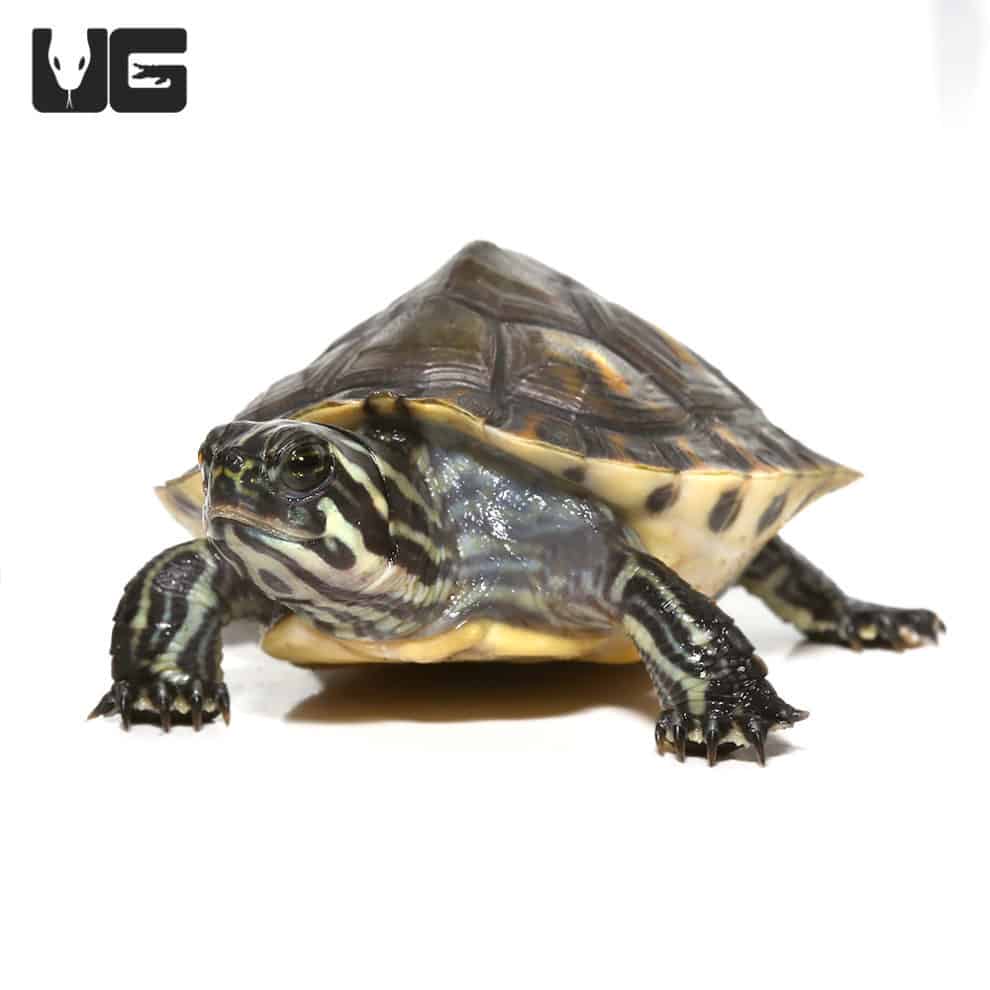 Peninsula Cooter Turtles For Sale - Underground Reptiles