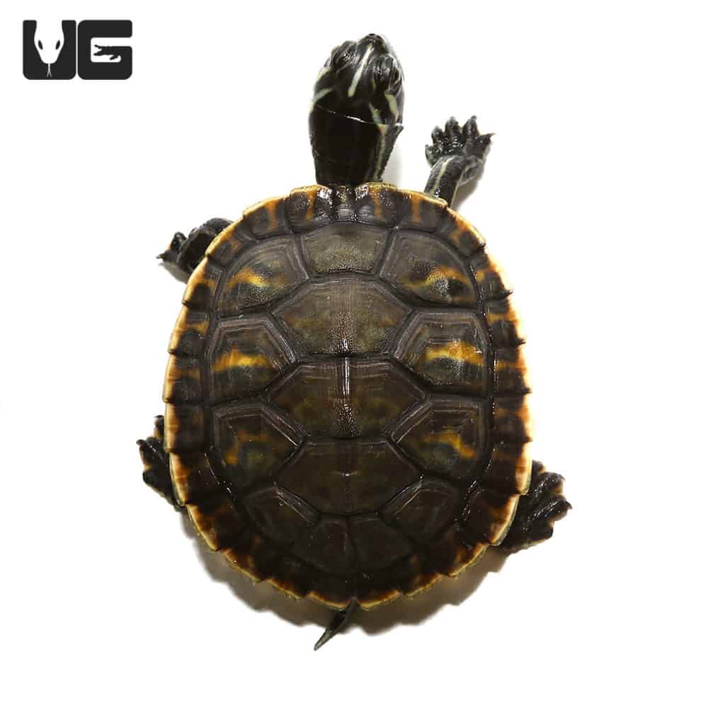 Peninsula Cooter Turtles For Sale - Underground Reptiles