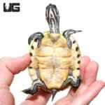 Baby Peninsula Cooter Turtles (Pseudemys peninsularis) For Sale - Underground Reptiles