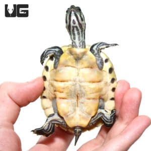 Peninsula Cooter Turtles For Sale - Underground Reptiles