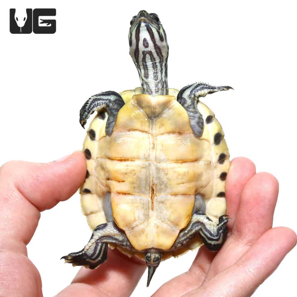 Peninsula Cooter Turtles For Sale Underground Reptiles