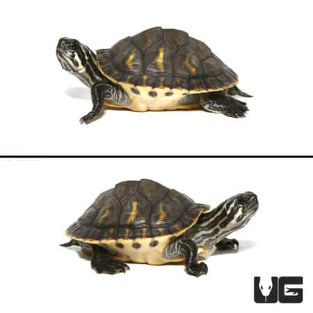 Baby Peninsula Cooter Turtles (Pseudemys peninsularis) For Sale - Underground Reptiles