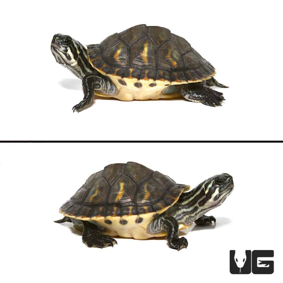 Peninsula Cooter Turtles For Sale - Underground Reptiles