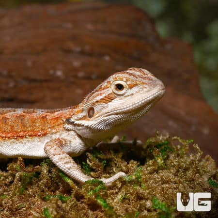 Baby Cinnamon Coffee Bearded Dragon (Pogona vitticeps) For Sale - Underground Reptiles