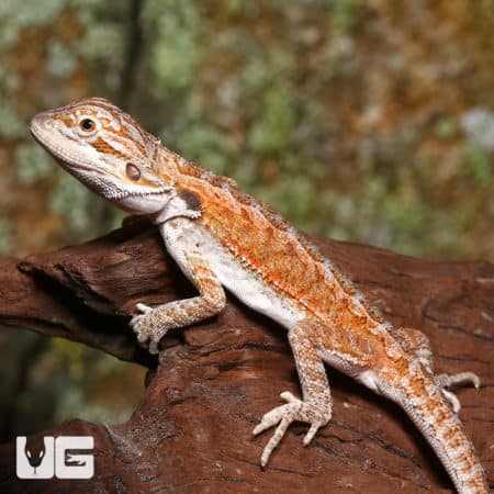 Baby Cinnamon Coffee Bearded Dragon (Pogona vitticeps) For Sale - Underground Reptiles