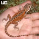 Baby Cinnamon Coffee Bearded Dragon (Pogona vitticeps) For Sale - Underground Reptiles