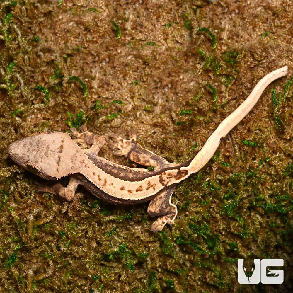 Baby Cream Pattern on a Dark Base Harlequin Partial Pinstripe Whitewall Crested Gecko (Correlophus ciliatus) For Sale - Underground Reptiles