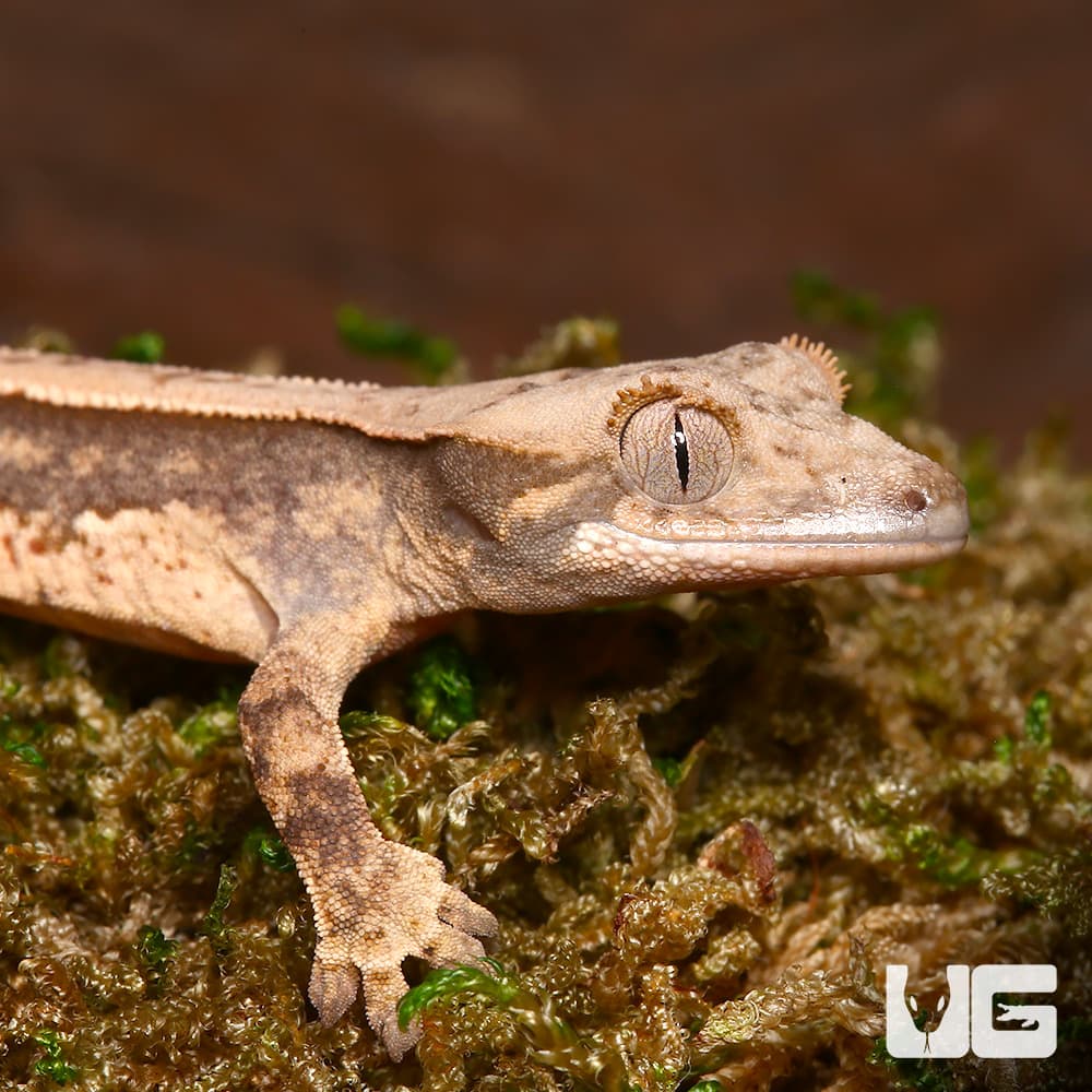 Baby Cream Pattern on a Dark Base Harlequin Partial Pinstripe Whitewall Crested Gecko (Correlophus ciliatus) For Sale - Underground Reptiles