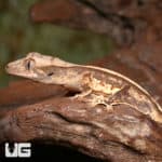 Baby Cream Pattern on a Dark Base Harlequin Partial Pinstripe Whitewall Crested Gecko (Correlophus ciliatus) For Sale - Underground Reptiles