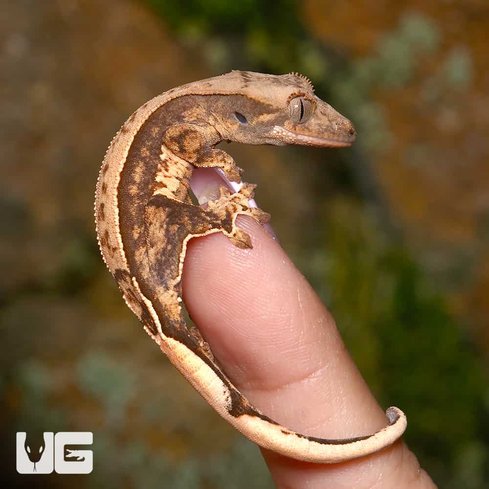 Baby Cream Pattern on a Dark Base Harlequin Partial Pinstripe Whitewall Crested Gecko (Correlophus ciliatus) For Sale - Underground Reptiles