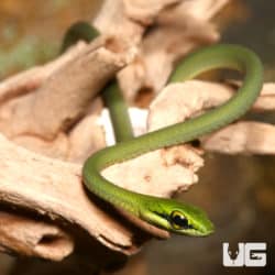 Baby African Emerald Tree Snakes (Hapsidophrys smaragdinus) For Sale - Underground Reptiles