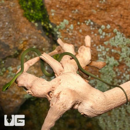 Baby African Emerald Tree Snakes (Hapsidophrys smaragdinus) For Sale - Underground Reptiles