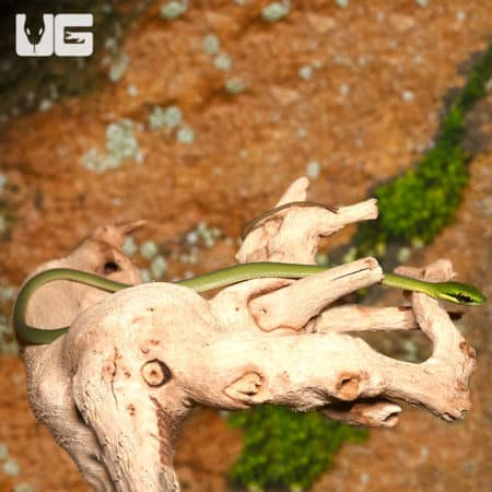 Baby African Emerald Tree Snakes (Hapsidophrys smaragdinus) For Sale - Underground Reptiles