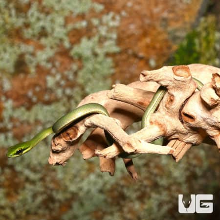 Baby African Emerald Tree Snakes (Hapsidophrys smaragdinus) For Sale - Underground Reptiles