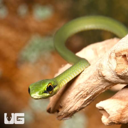 Baby African Emerald Tree Snakes (Hapsidophrys smaragdinus) For Sale - Underground Reptiles