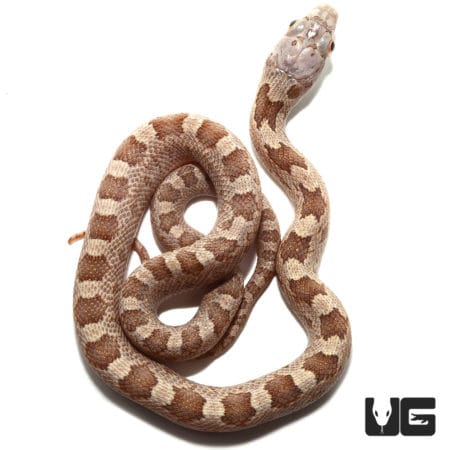 Baby Everglades Ratsnake 100% Het Scaleless (Pantherophis alleghaniensis) For Sale - Underground Reptiles (Pantherophis alleghaniensis) For Sale - Underground Reptiles