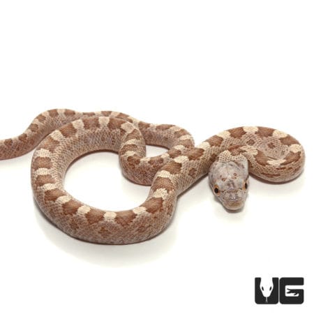 Baby Everglades Ratsnake 100% Het Scaleless (Pantherophis alleghaniensis) For Sale - Underground Reptiles (Pantherophis alleghaniensis) For Sale - Underground Reptiles