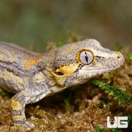 Baby Funky Striped Gargoyle Gecko (Rhacodactylus auriculatus) For Sale - Underground Reptiles