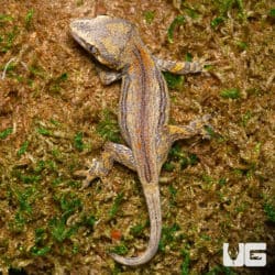 Baby Funky Striped Gargoyle Gecko (Rhacodactylus auriculatus) For Sale - Underground Reptiles