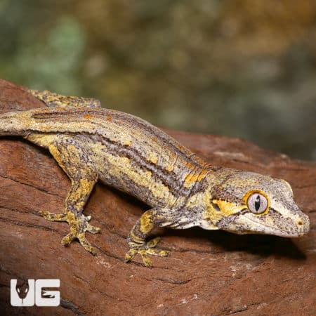 Baby Funky Striped Gargoyle Gecko (Rhacodactylus auriculatus) For Sale - Underground Reptiles
