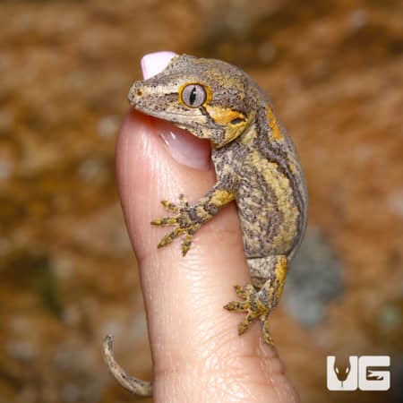 Baby Funky Striped Gargoyle Gecko (Rhacodactylus auriculatus) For Sale - Underground Reptiles