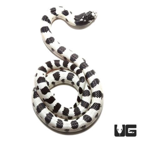 Baby High White California Kingsnake