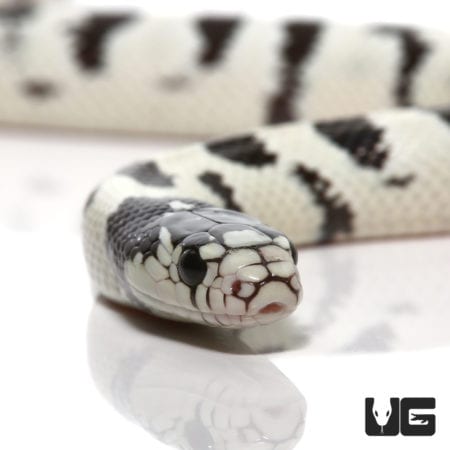 Baby High White California Kingsnake