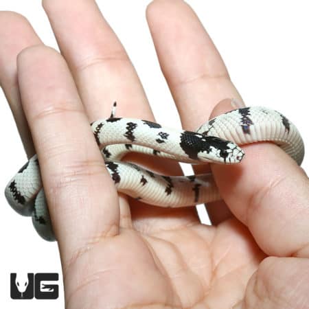 Baby High White California Kingsnake