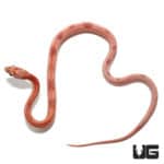 Baby Hypo Striped Cornsnake (Pantherophis guttatus) For Sale - Underground Reptiles