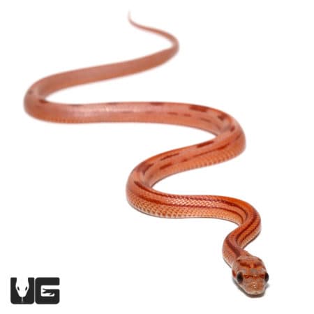 Baby Hypo Striped Cornsnake (Pantherophis guttatus) For Sale - Underground Reptiles